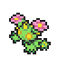 Maractus